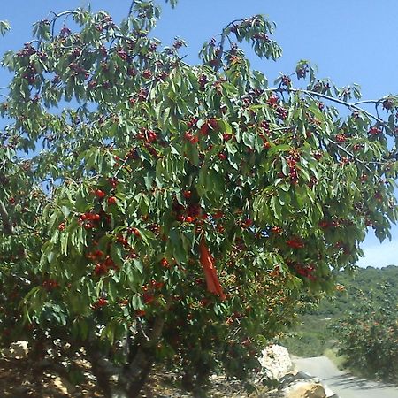 Sanabl Druze Hospitality Bed & Breakfast Ein Kinya Exterior photo